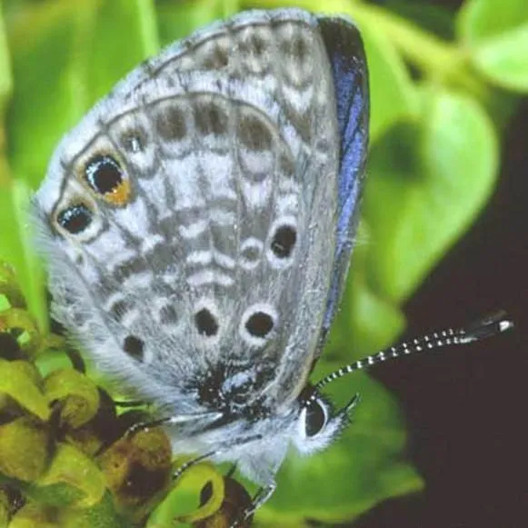 thumbnail for publication: Miami Blue, Cyclargus thomasi bethunbakeri (Comstock & Huntington) (Insecta: Lepidoptera: Lycaenidae)